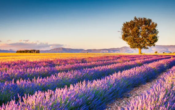 Imagem de capa: O Incidente de Valensole: O Encontro Imediato nos Campos de Lavanda da Provença